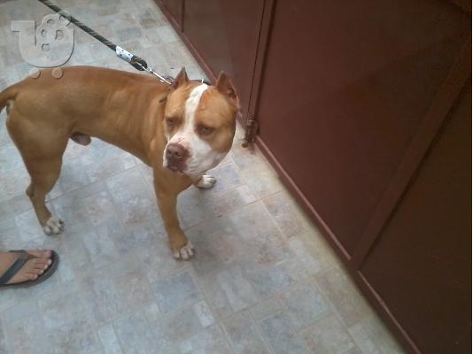 Pit bull red nose..Kαθαρόαιμα Μόνο για γνώστες..